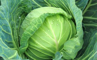 大量消費にも！春キャベツの素材を味わう簡単&絶品レシピ4選