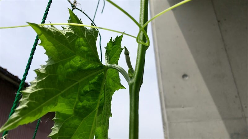 【猛暑対策】初めてのグリーンカーテン【お手入れ編】ペットボトル活用の害虫対策で虫嫌いさんも安心～◎