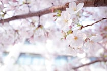 小学校入学式に役立つ情報を紹介！あると便利な持ち物・親子の服装も