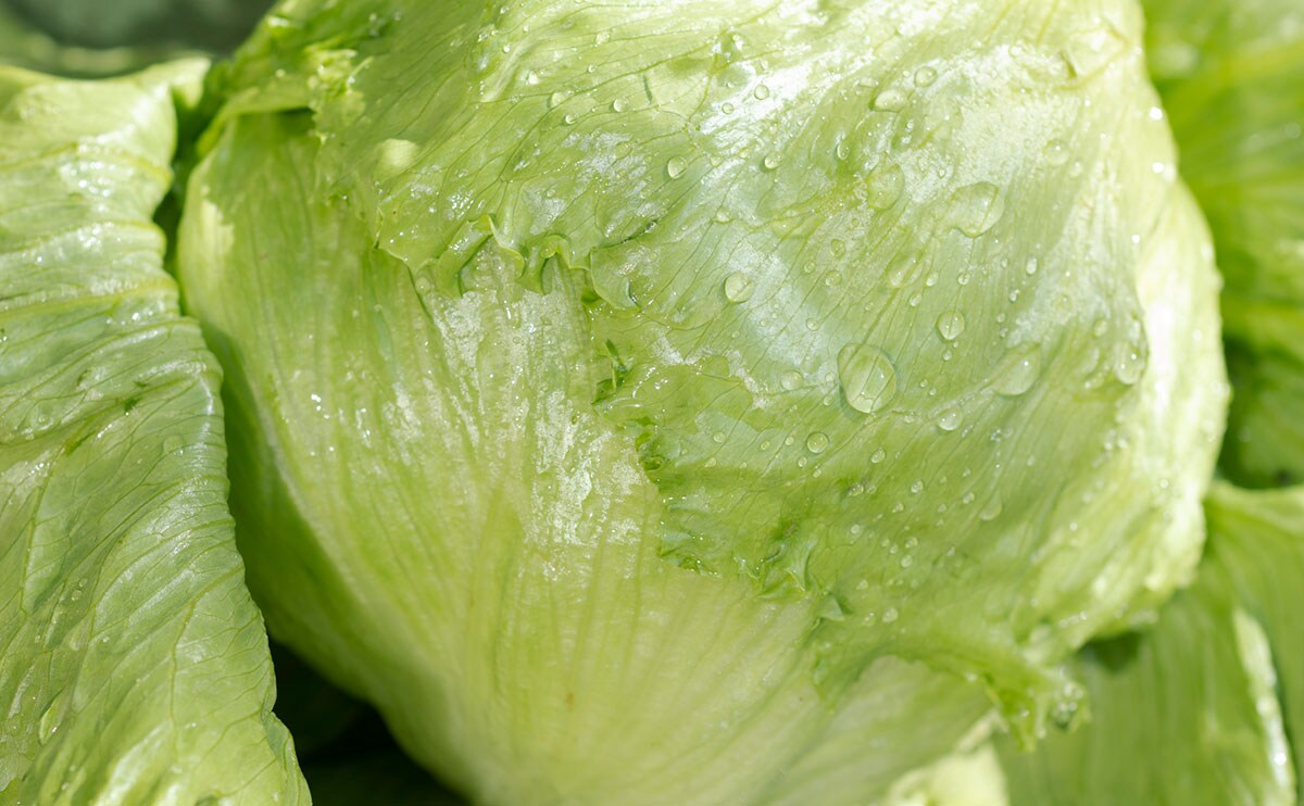 1玉でもペロリといける！『レタス』を使った“ほぼ包丁いらず”レシピ3選