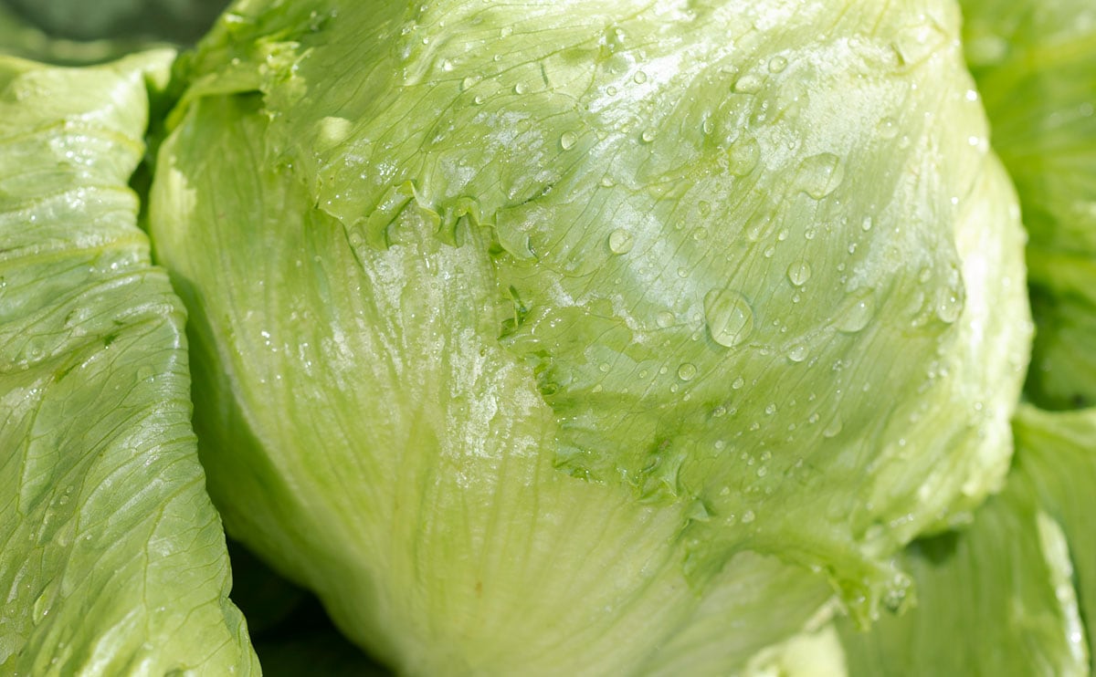 1玉でもペロリといける!『レタス』を使った“ほぼ包丁いらず”レシピ3選