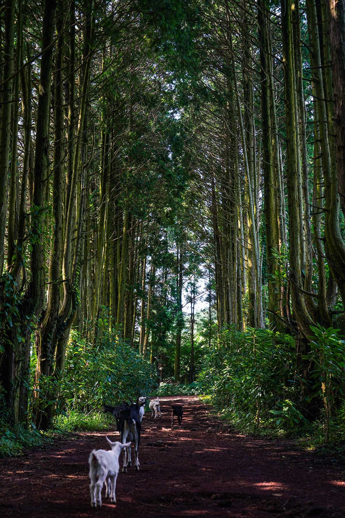 日本人はまだ知らない!?韓国の人気観光スポット【秘密の森】とは