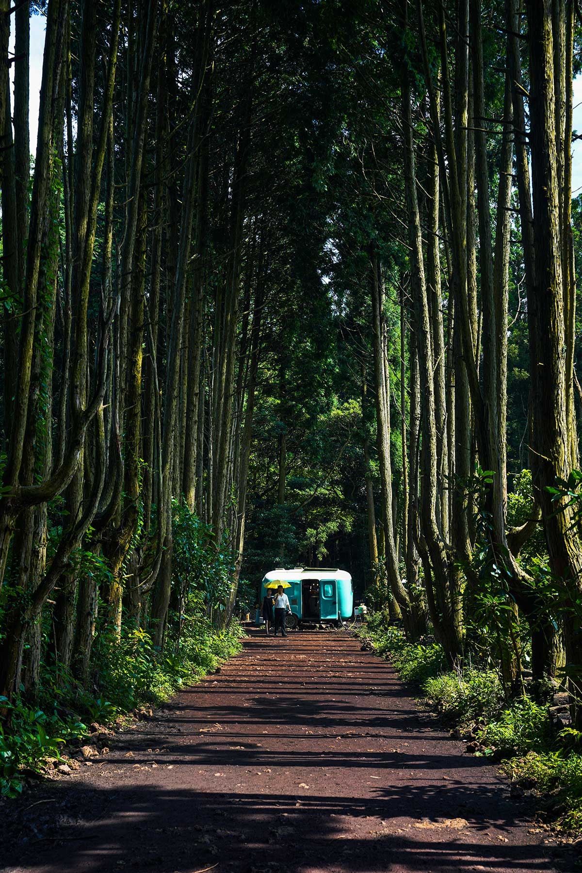 日本人はまだ知らない!?韓国の人気観光スポット【秘密の森】とは