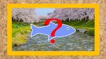 【毎日脳トレ】＜春告魚＞の名前は何？春の訪れを教えるあの魚！