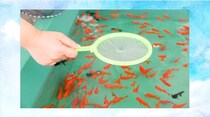 【毎日脳トレ】金魚すくいで使う道具の名前、わかる？