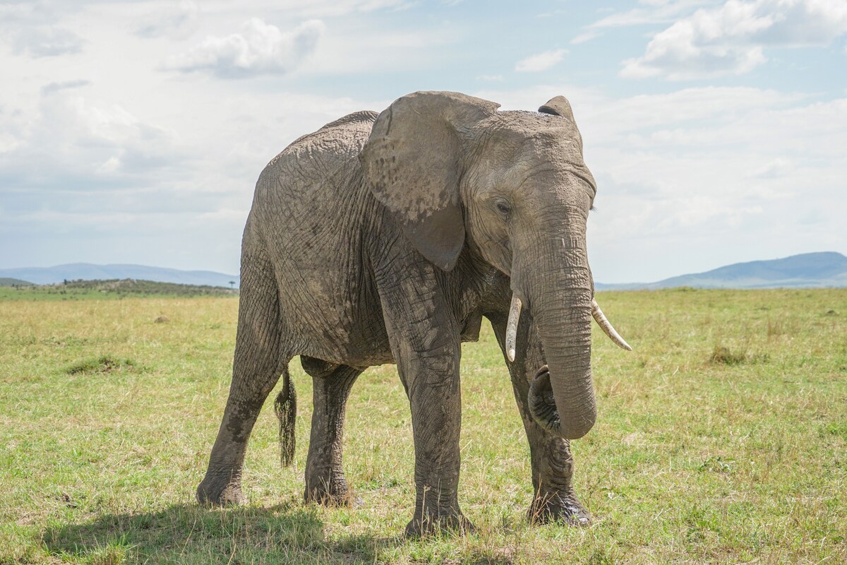 【5月29日はこんにゃくの日】原料のこんにゃく芋は、その形状から何と呼ばれてる？