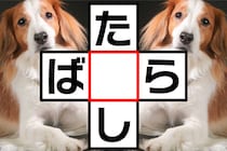 クロスワードで脳トレ！「た○し」「ば○ら」共通する文字はな～んだ？【毎日脳トレ】【クイズ】