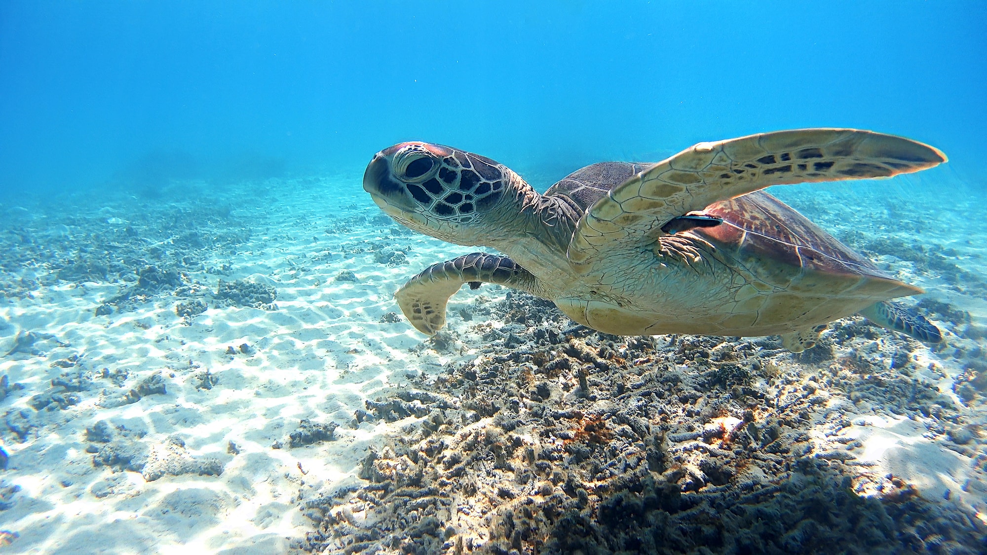 身近な生き物のカメは、水陸合わせて何種類ある？【5月23日は世界亀の日】
