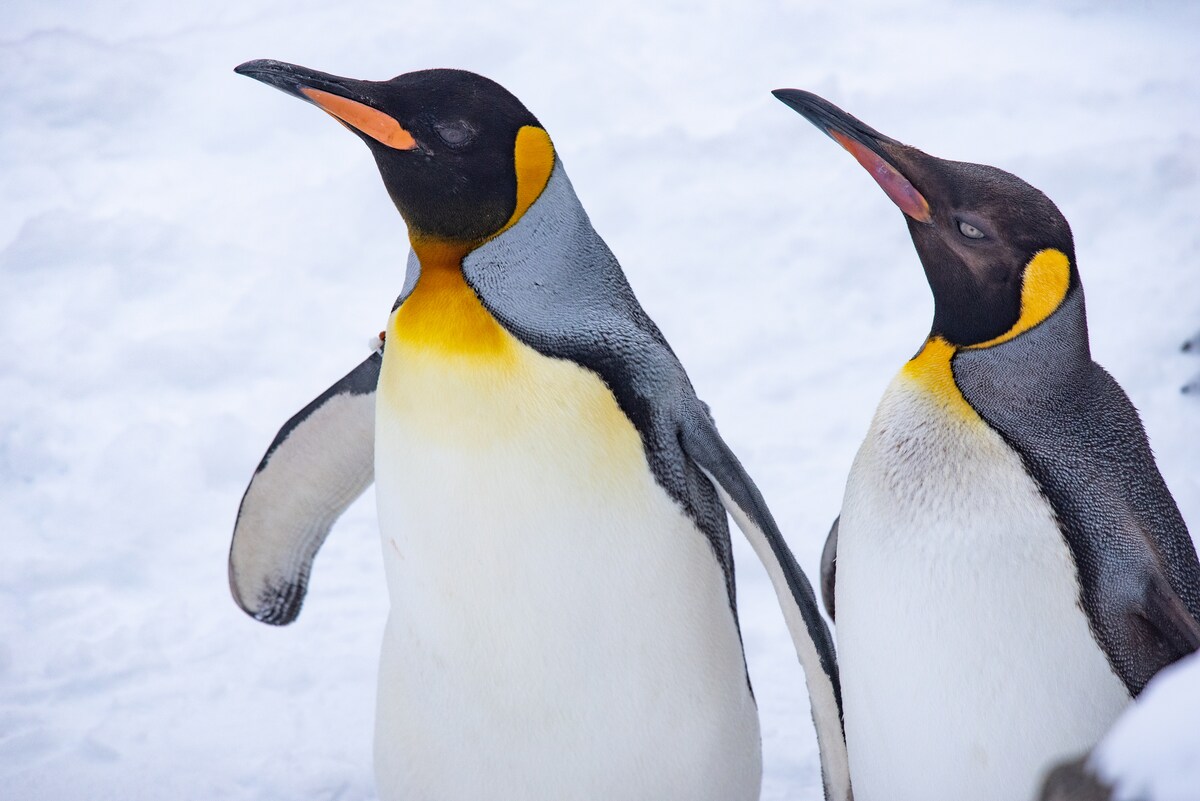 「ペンギン」は漢字でどう書くか知ってる?【4月25日は世界ペンギンの日】
