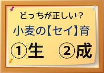 【毎日脳トレ】結構ムズイ！小麦の〔セイ〕育　正しい漢字はどっち!?