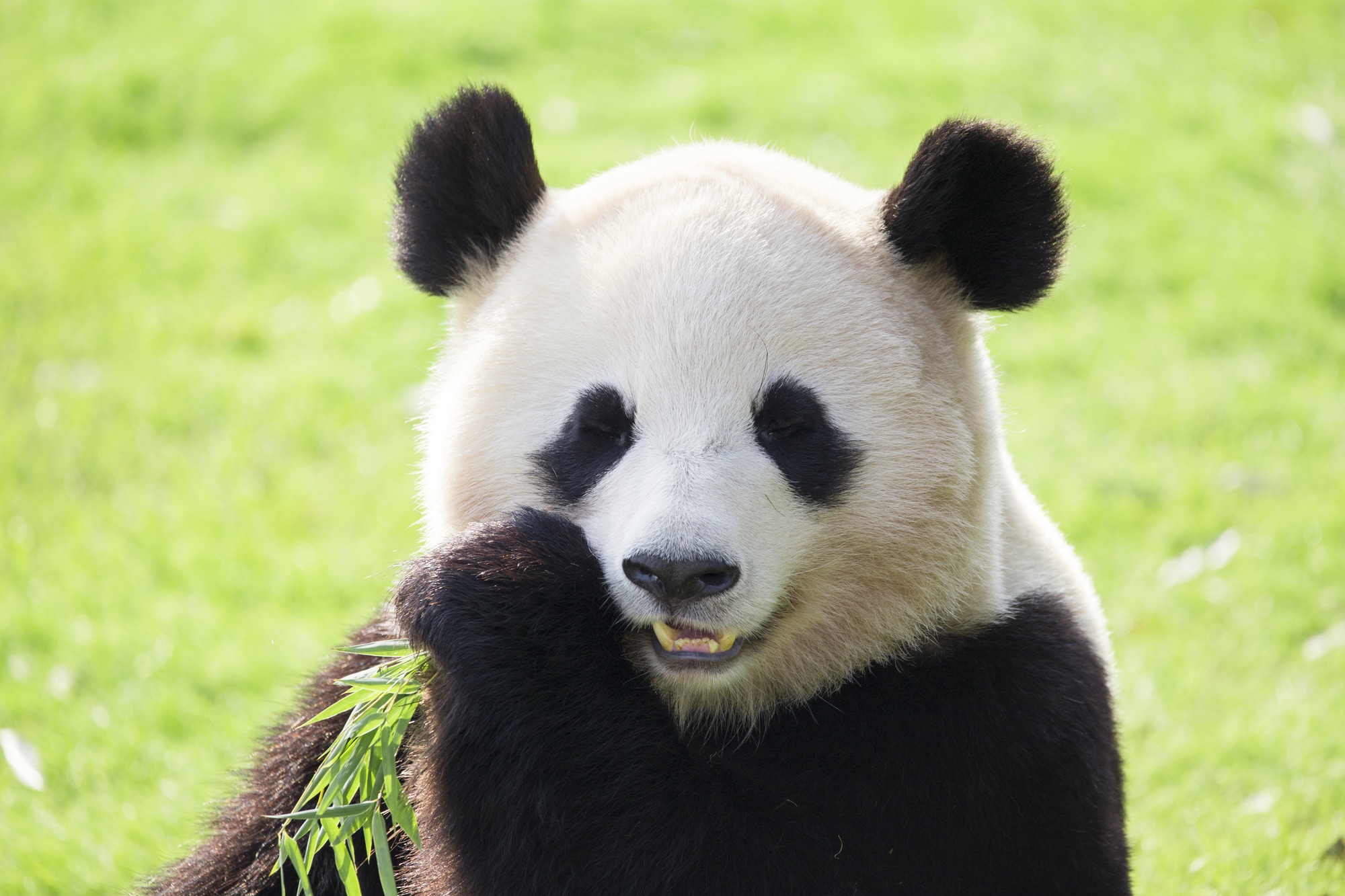 【クイズ】パンダより先に「パンダ」と呼ばれていた動物は何でしょう？│この日生まれた有名人もチェック！