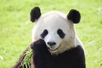 【クイズ】パンダより先に「パンダ」と呼ばれていた動物は何でしょう？│この日生まれた有名人もチェック！