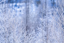 【クイズ】極寒の日に見える「ダイヤモンドダスト」の別名「天使の〇〇〇〇」は何でしょう？│この日生まれた有名人もチェック！