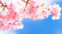 【毎日脳トレ】桜、梅、桃の花はそれぞれ何科の植物？