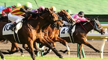 「競馬場に詳しい人なら分かるかも！」馬の状態を観客に見せる場所を何という？【毎日脳トレ】