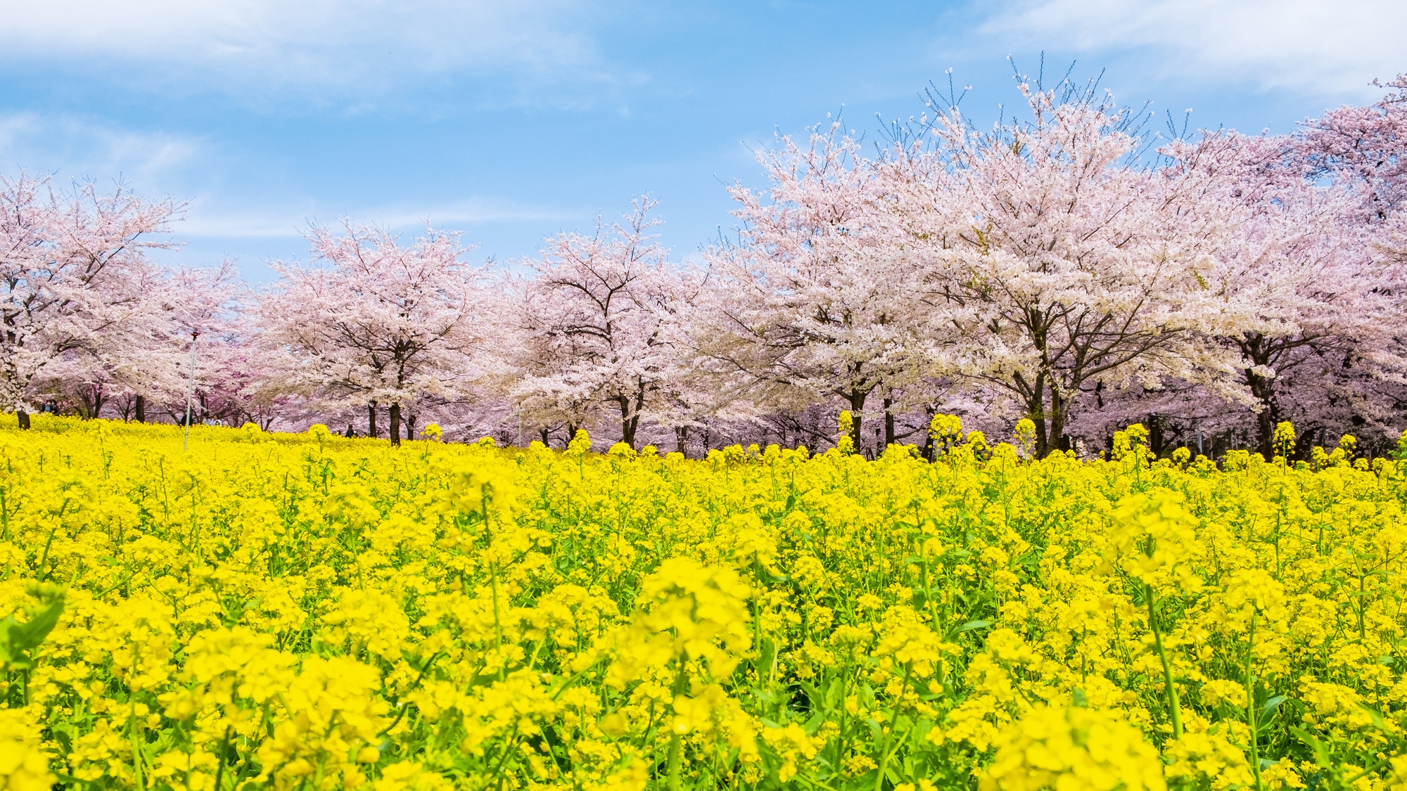 【クイズ】3月27日は「さくらの日」だけど…奈良時代の花見では、何の花を眺めていたでしょう？│この日生まれた有名人もチェック！