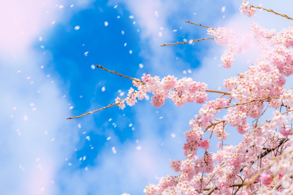 【クイズ】「遠山の金さん」っていったい何をする人?│この日生まれた有名人もチェック!