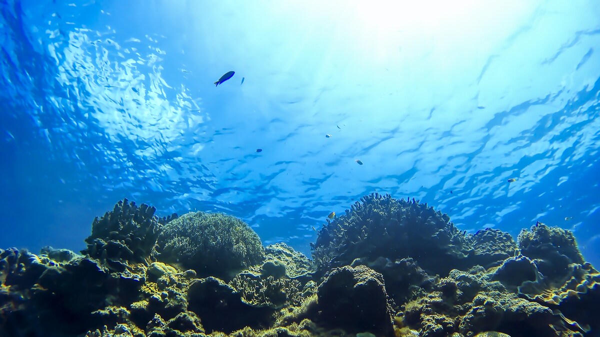 5月22日は●●●の未来を考える日。おいしくて人気！でも絶滅危惧種の食材とは？