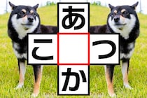 これ解ける？「あ○か」「こ○つ」クロスワードで脳トレ！【毎日脳トレ】【クイズ】