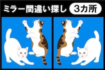 キュートな猫ちゃんたち♪3か所の違いはどこ？間違い探しで脳トレ！【毎日脳トレ】【クイズ】