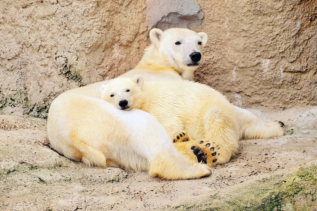 【クイズ】ホッキョクグマの「毛」は何色か知ってる？白じゃないんです！│この日生まれた有名人もチェック！