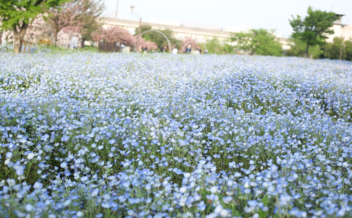 桜の次は『ネモフィラ』。都内でも“美しい”と評判の公園へ行ってみた