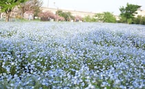 桜の次は『ネモフィラ』。都内でも“美しい”と評判の公園へ行ってみた