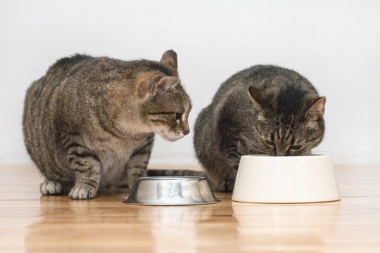 猫の多頭飼育で起こり得る『食事トラブル』3つ　横取り、感染…防ぐためのポイントも