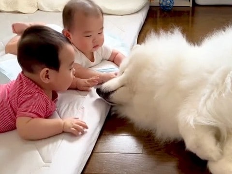 大型犬が『双子の赤ちゃんの子守り』した結果…驚きの"あやし方"が62万7000再生「一人一人ちゃんと見ててすごい」「私より上手い」