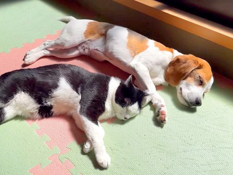 犬と猫の平和すぎる姿…可愛すぎて家事すらままならない光景に「仕事が手につかん」「洗濯なんかやってる場合じゃない」賞賛の声続々