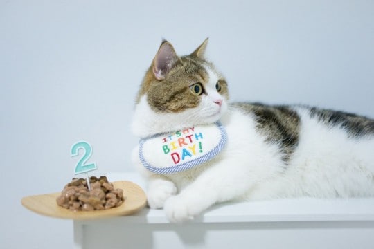 愛猫の『お誕生日』3つのお祝いアイデア　プレゼントやディナー…ほかには？