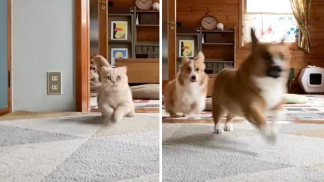 『11日ぶりに帰宅した飼い主』を見た猫と犬…"全力のお出迎え"が感動的すぎる25万4000再生「じ～んとした」「駆け寄る姿に涙」