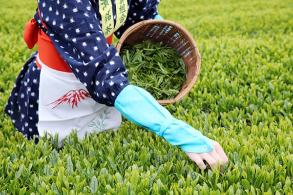 【新茶】何が特別？ 日本茶の栄養ポイント・茶種・おいしい淹れ方のポイントを栄養士ライターが解説