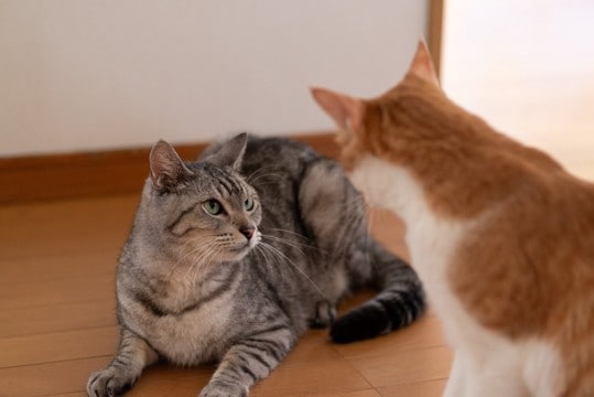 猫が『自分が相手より弱い』と感じたときの4つのサイン　負けを認めることも生きるための知恵