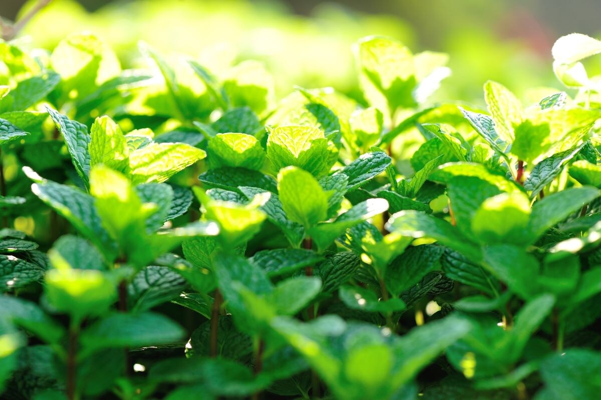 かつては世界シェア70％！？日本の「ハッカ」名産地といえばどこ？【6月20日はペパーミントの日】