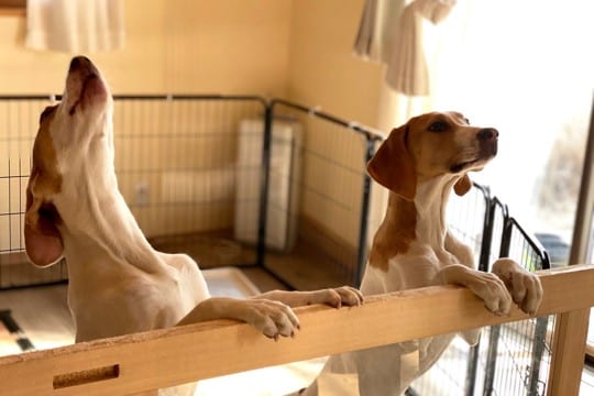 犬が吠えるのをやめない…なぜ？原因を見極めて愛犬の気持ちに沿った対応を