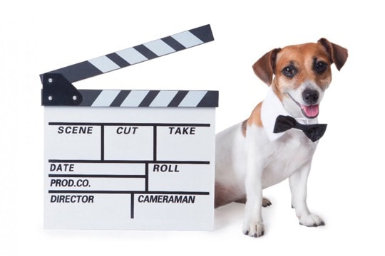 犬好きにはたまらない！今年もカンヌ映画祭は犬が人気