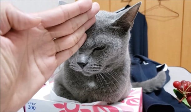 『狂暴ティッシュ潰し猫』にチョップした結果…まさかの"反撃の火力"が19万3000再生「猫パンチで出る音じゃねぇ」「大迫力」の声