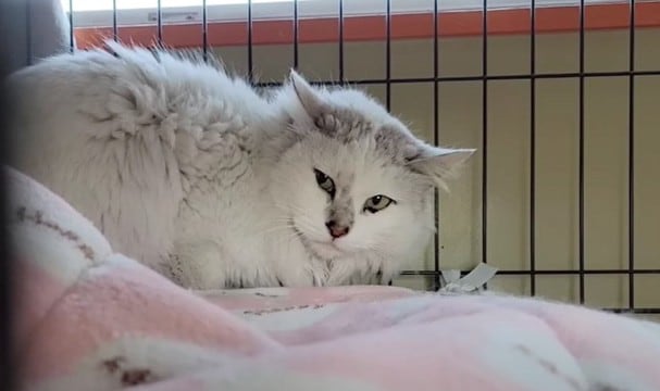 『人間が怖い』威嚇を続けた保護猫との159日間…人馴れ訓練の結果に感動すると66万3000再生「遺恨を愛で溶かす」「心打たれた」