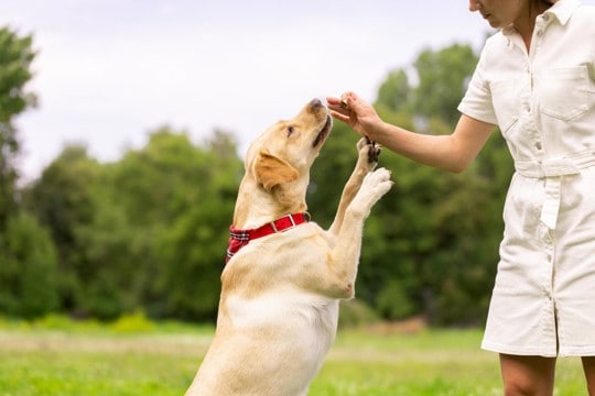 愛犬の『おやつ催促』がしつこい時の対処法とは？愛犬からの要求は無視すべき？