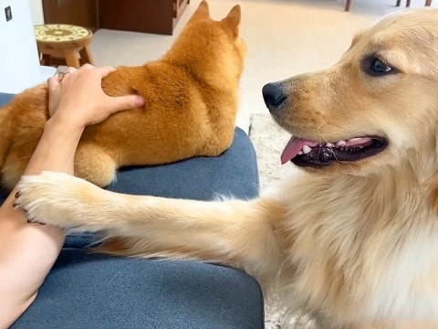 大型犬の前で他のワンコを撫でると…ヤキモチ妬いて『手を阻止』する光景が可愛すぎると53万再生「主張強めで愛おしい」「おててヤバい」