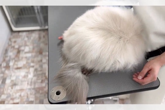 「もうなにもやらせんぞ！」シャンプーが終わっても、すね続ける猫さんに7.6万いいね♪