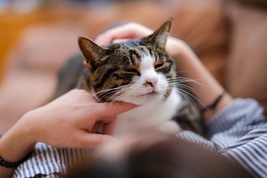 猫が『ふれあい不足』におちいっているサイン4選　どうしてもお相手できない場合のフォロー方法も