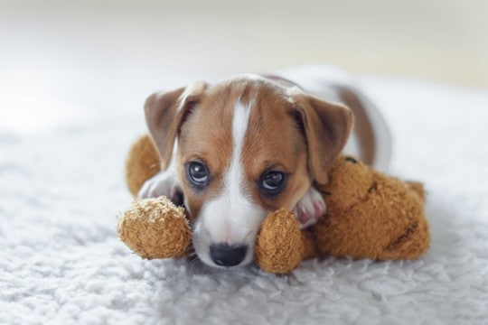 子犬がやってしまう『危険行為』3選…最悪のケースに発展するリスクも…事故を未然に防ぐ対策とは？