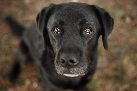 犬が『初対面の人にする行動』5選　初めて会った犬と打ち解ける方法や気をつけるべきことまで