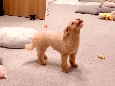 犬の『初めてのお留守番』を隠し撮りした結果…ひとりぼっちで『大号泣』する姿が切なすぎると51万再生「泣ける…」「不安だったね」