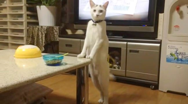 『人が入っているような猫』がヤバすぎた…"猫にされた人間"みたいな動きが448万再生「可愛いより不気味が勝ってる」「猫の恩返し」