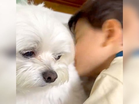 男の子が犬に『全力で愛情を伝えた』結果…諦めの境地に達する表情が面白すぎると3万4000いいね「文句言いたげな顔ｗ」「幸せ過ぎる世界線」