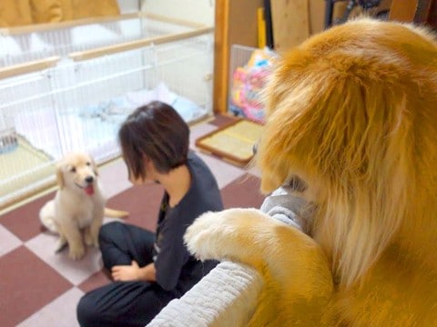 突然家に来た『謎の生物』…赤ちゃん犬が気になって仕方ない大型犬が48万再生「進撃の巨犬」「他クラスのマドンナ見に来た男の子ｗ」と爆笑の声