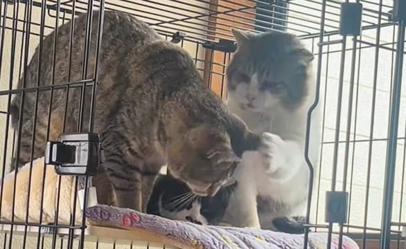 元ボス猫が『子猫にちょっかい出す猫』を見た結果…"かっこよすぎる対応"が5万2000再生の反響「ほんとに優しい」「惚れ惚れした」